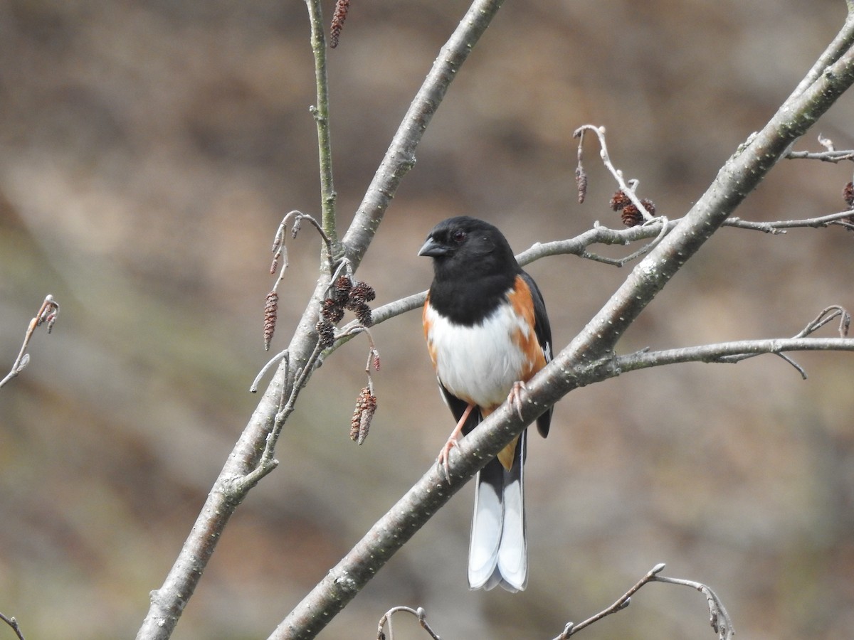 Eastern Towhee - ML634326848
