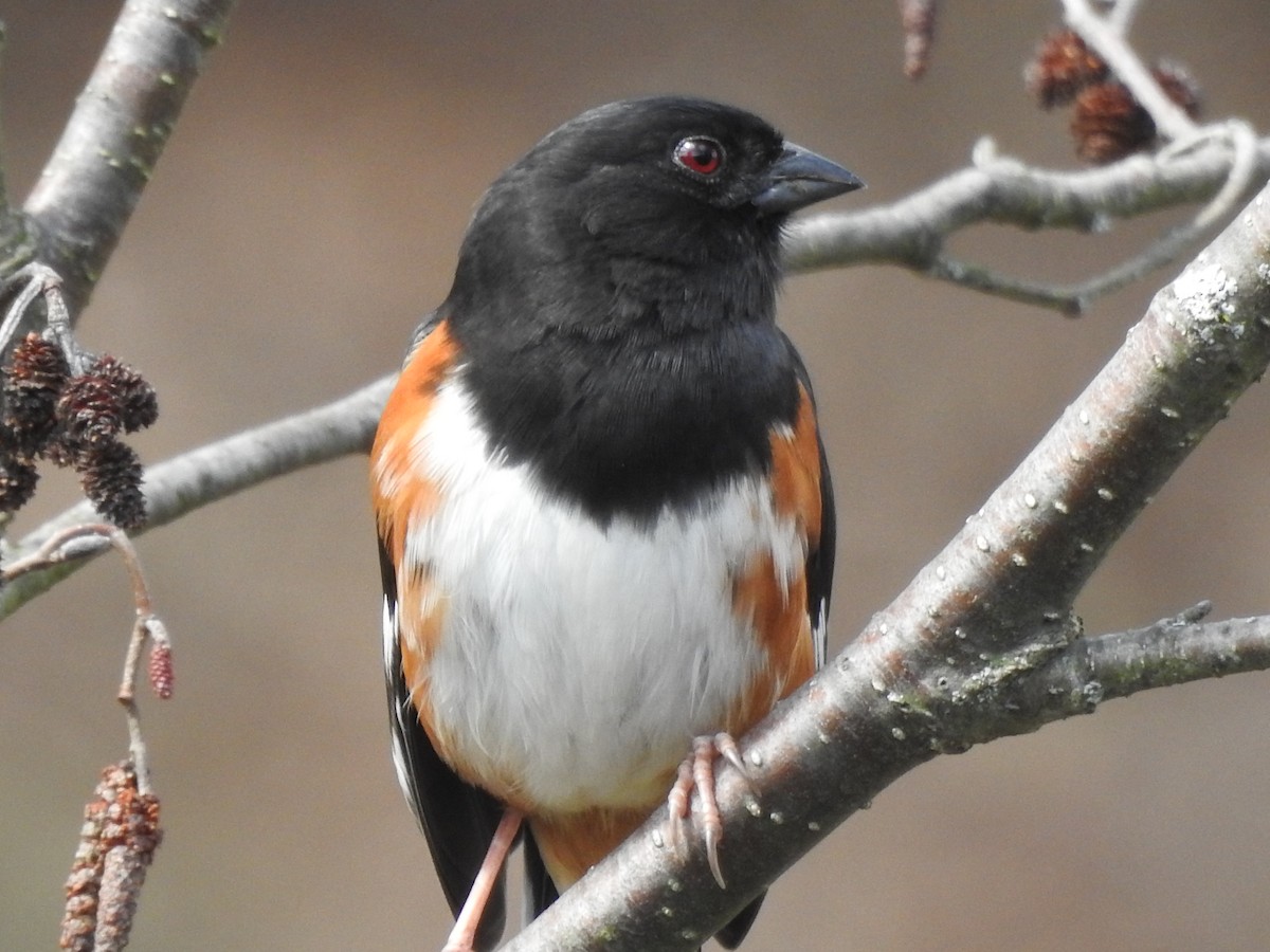 Eastern Towhee - ML634326849