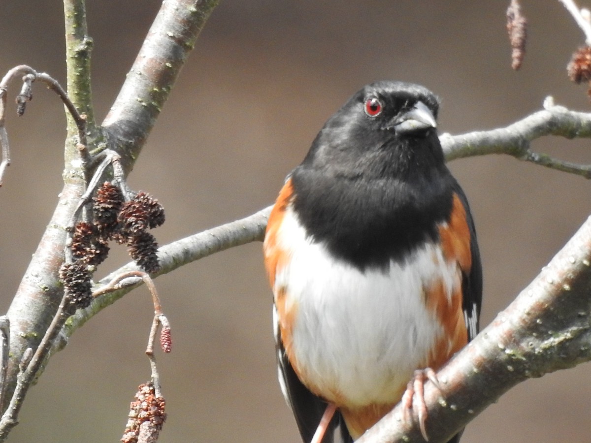 Eastern Towhee - ML634326851