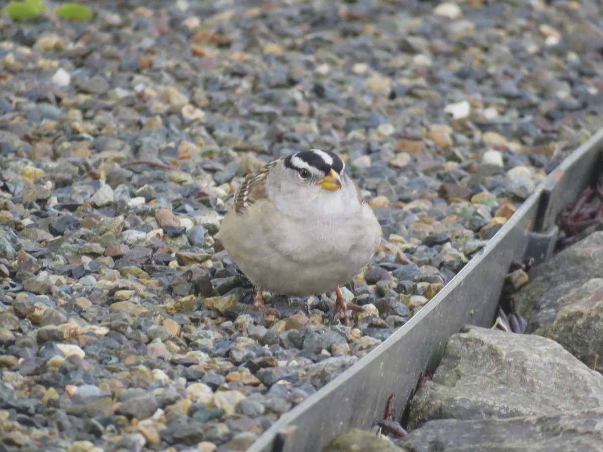 White-crowned Sparrow - ML634326953