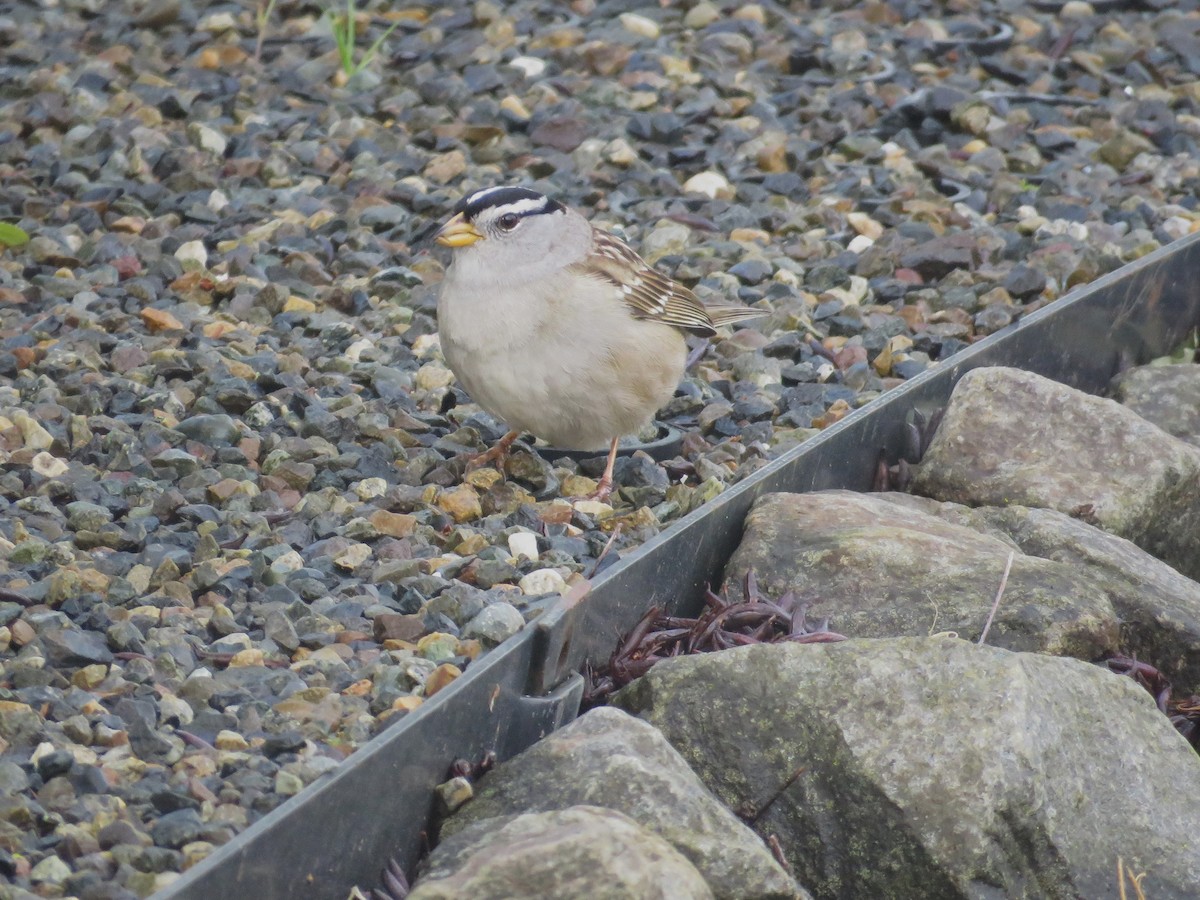 White-crowned Sparrow - ML634326954