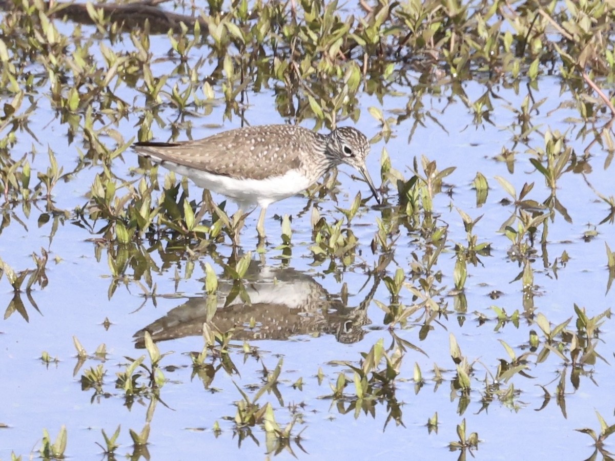 Solitary Sandpiper - ML634326956