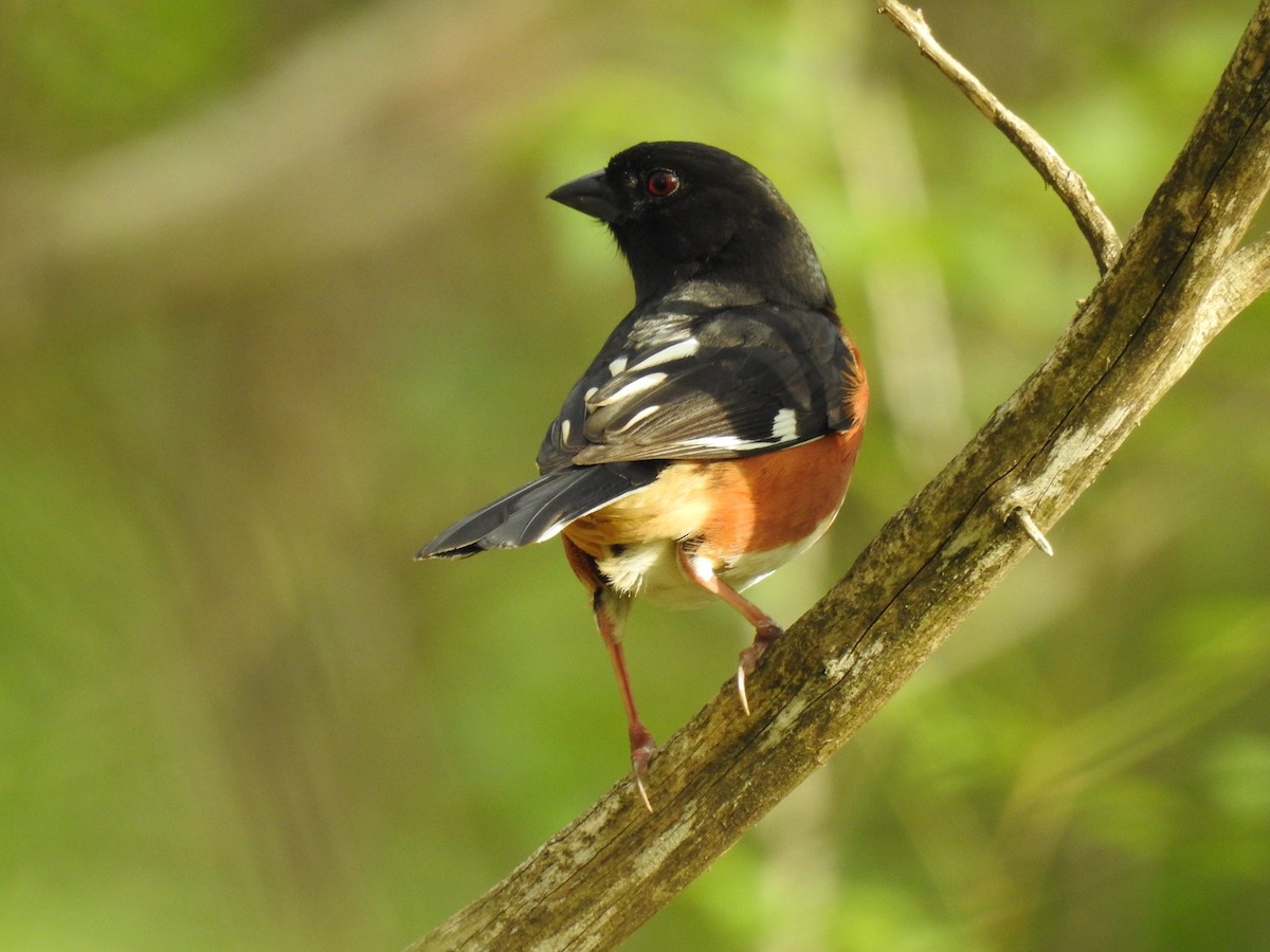 Eastern Towhee - ML634326974