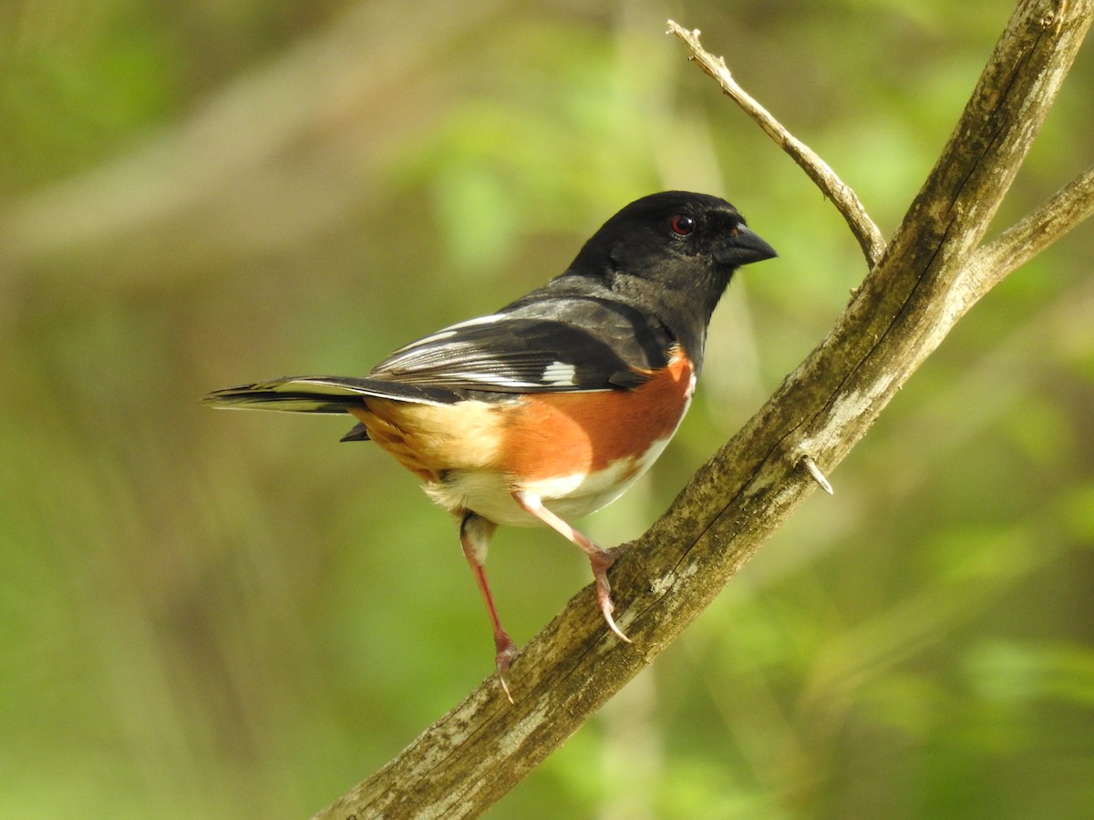 Eastern Towhee - ML634326975