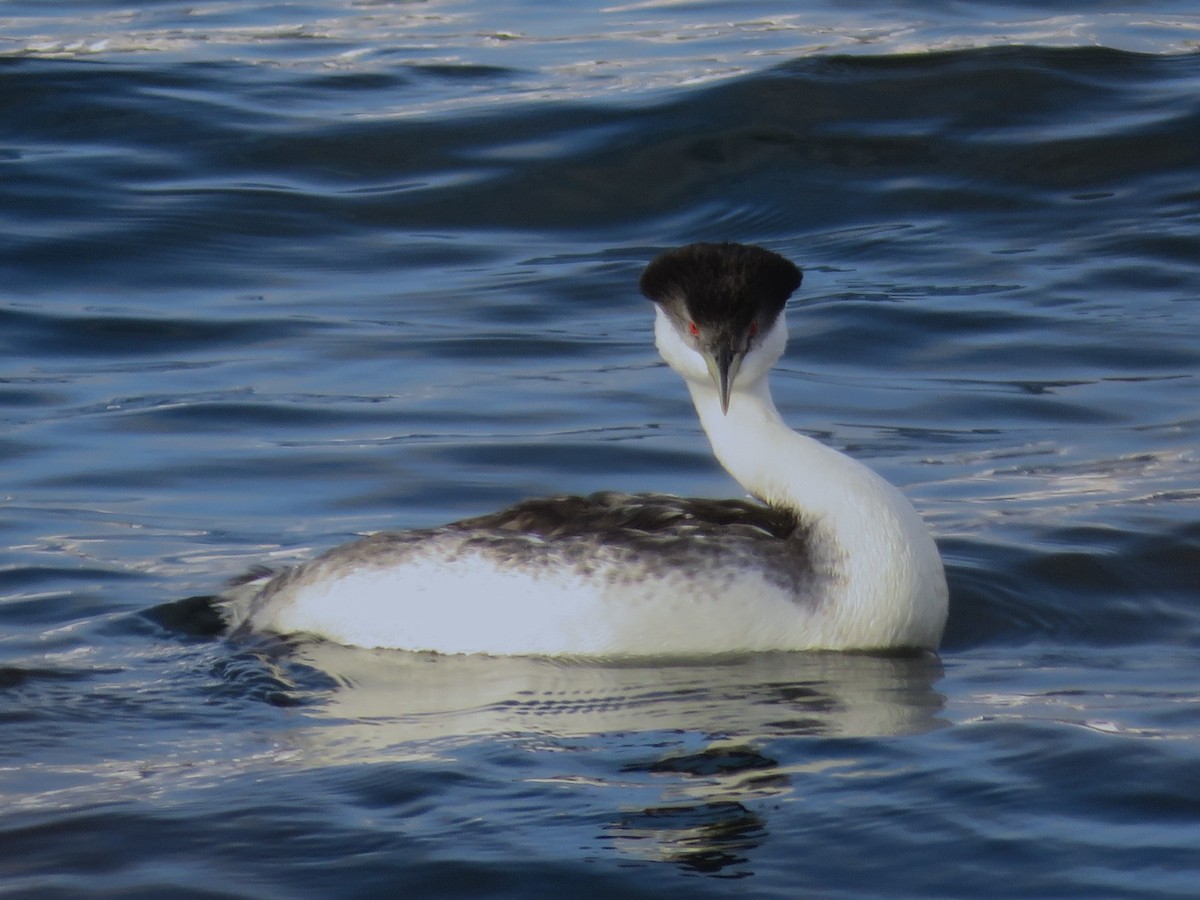 Western Grebe - ML634327035