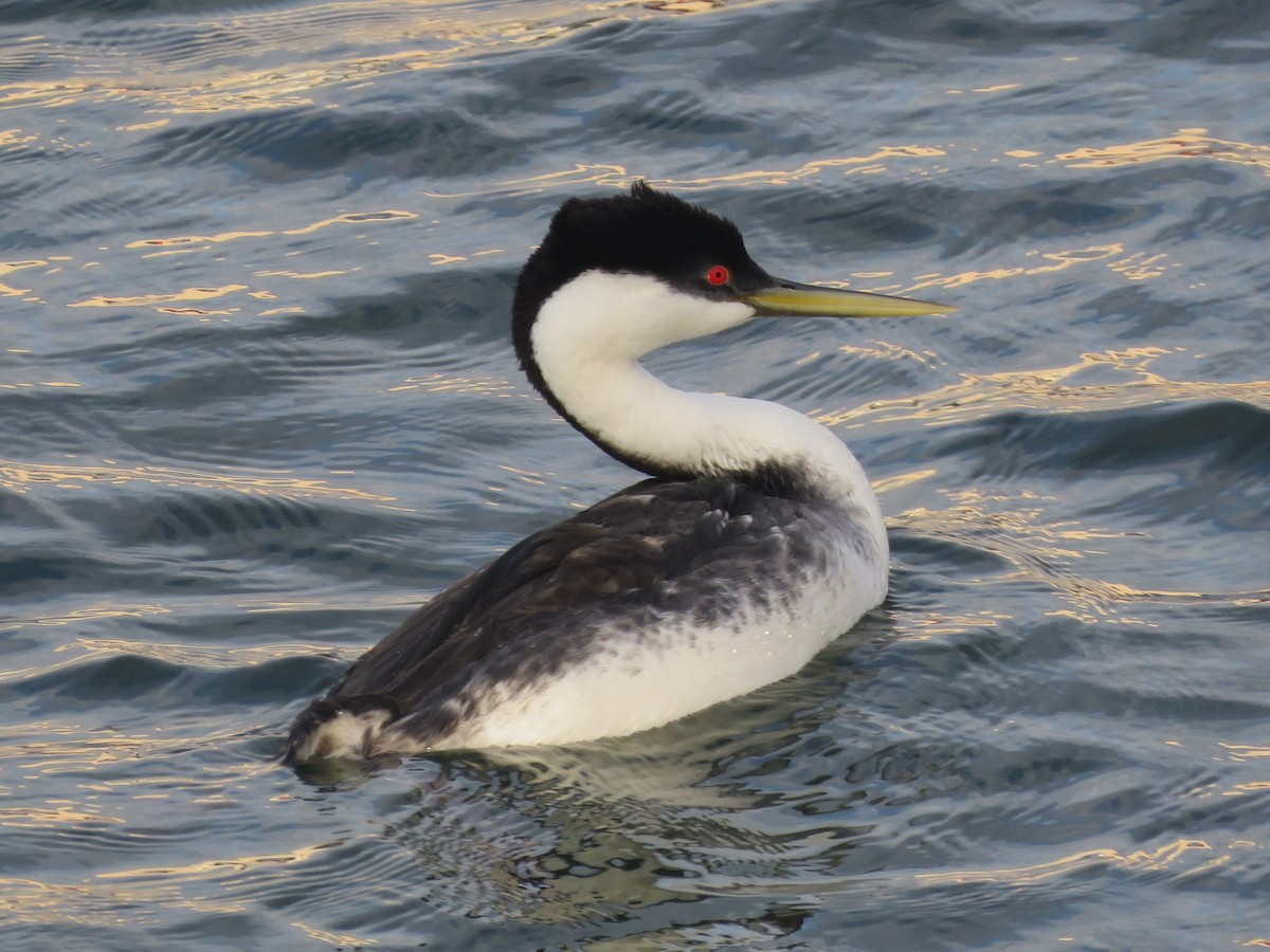 Western Grebe - ML634327036