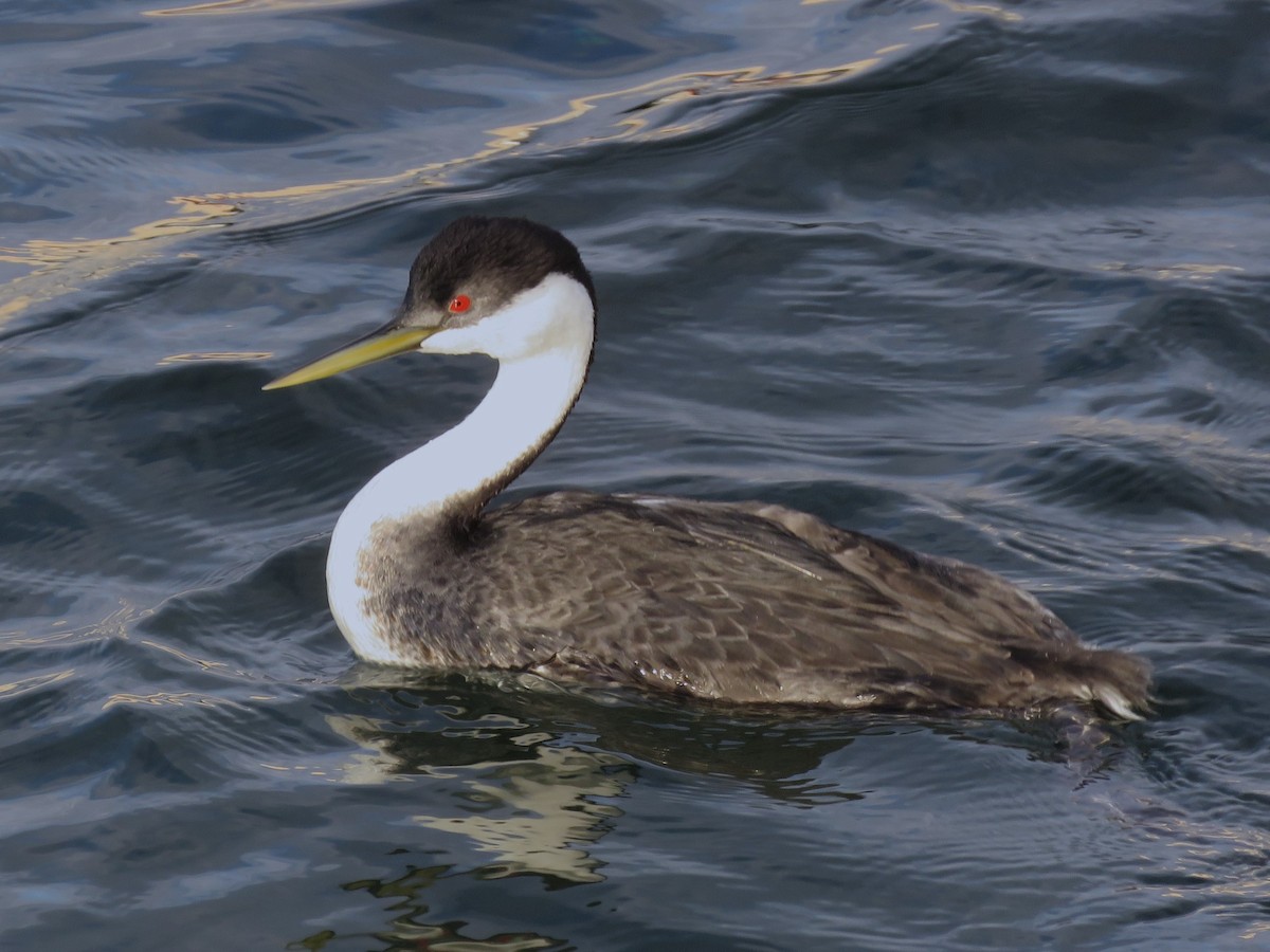 Western Grebe - ML634327037