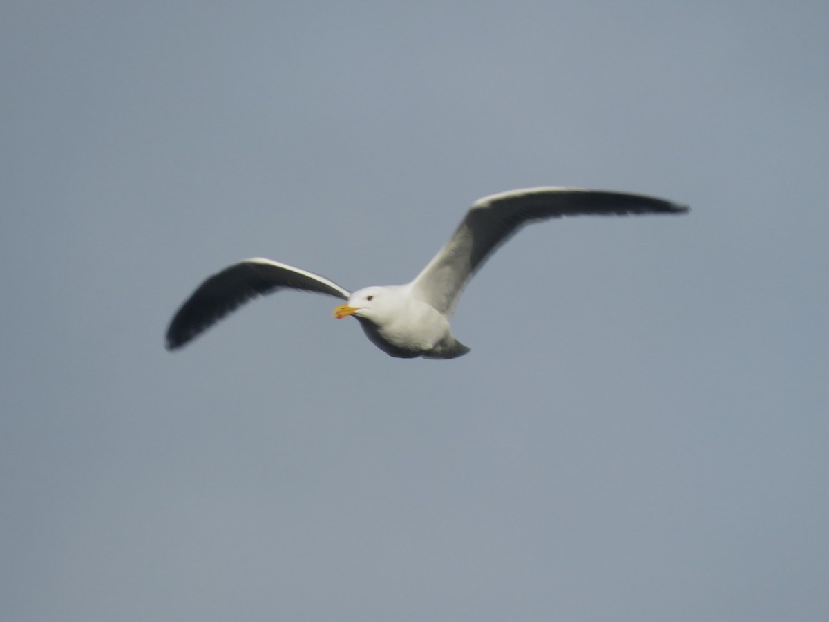 Glaucous-winged Gull - ML634327077
