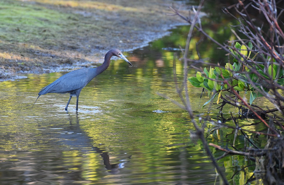 Little Blue Heron - ML634327083
