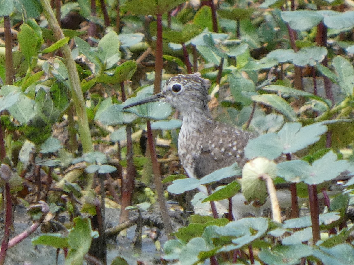 Solitary Sandpiper - ML634327089