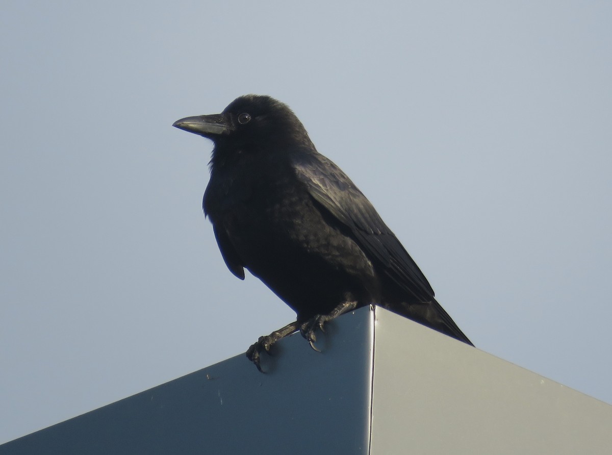 American Crow - ML634327108