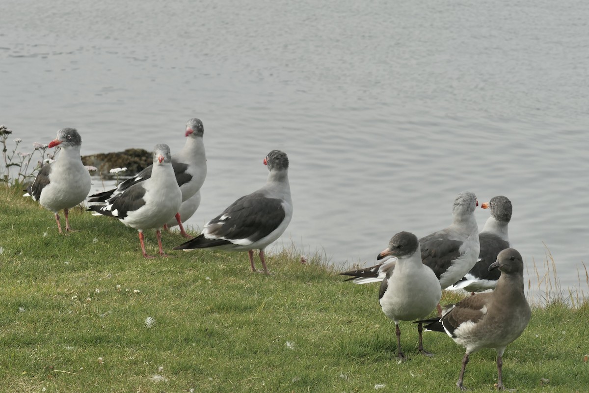 Dolphin Gull - ML634327127