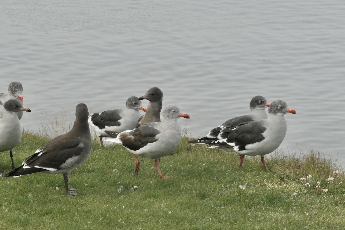 Dolphin Gull - ML634327140