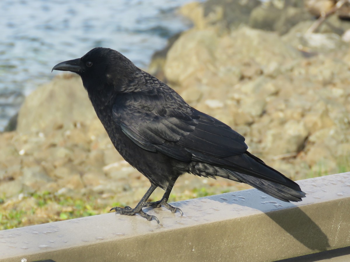 American Crow - ML634327154