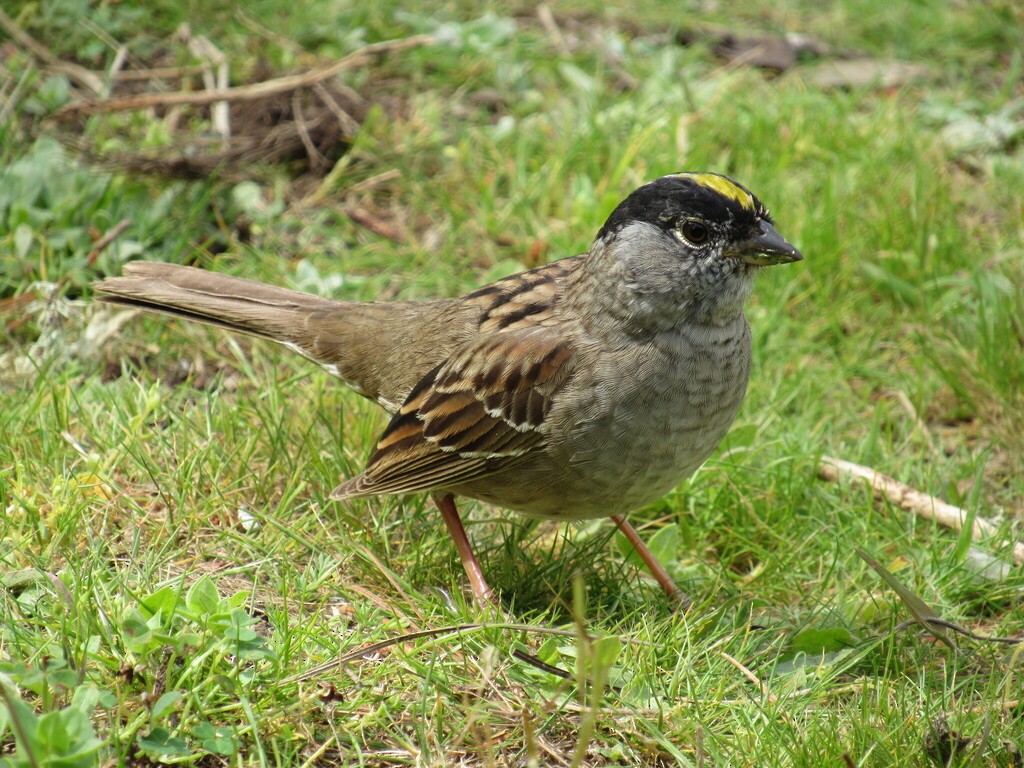 Golden-crowned Sparrow - ML634327166