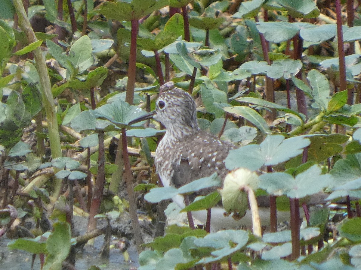 Solitary Sandpiper - ML634327191