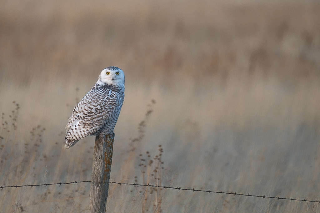 Snowy Owl - ML634327312