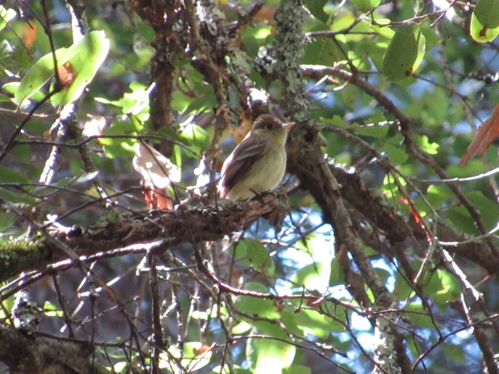 Western Flycatcher - ML634327460