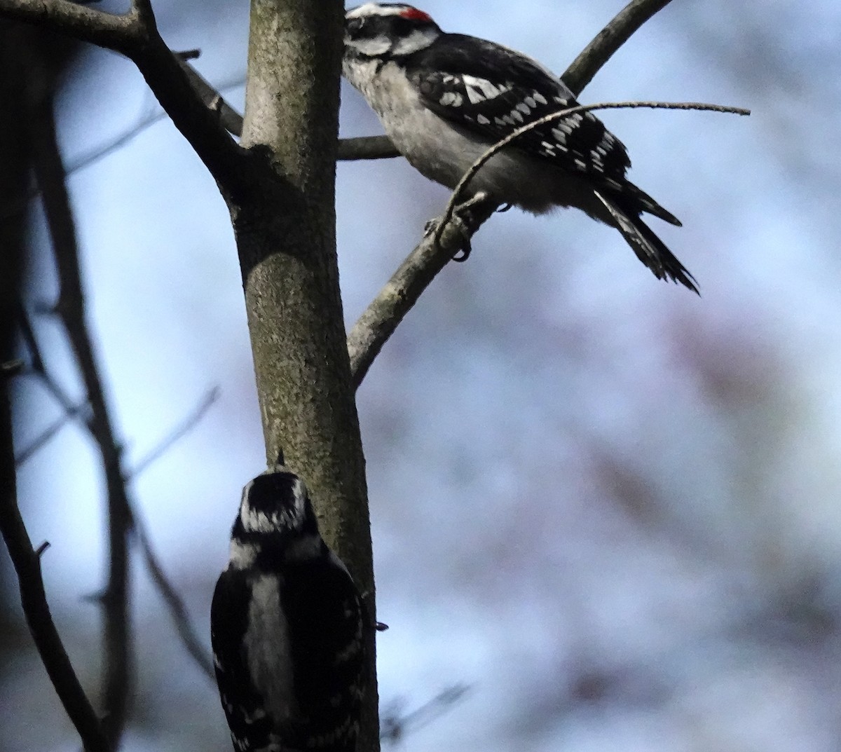 Downy Woodpecker - ML634327467