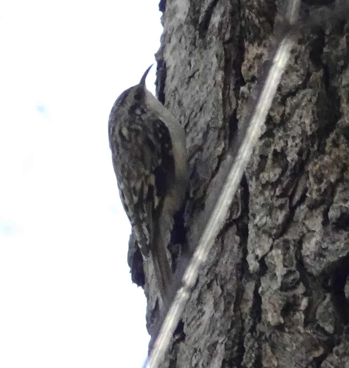 Brown Creeper - ML634327492