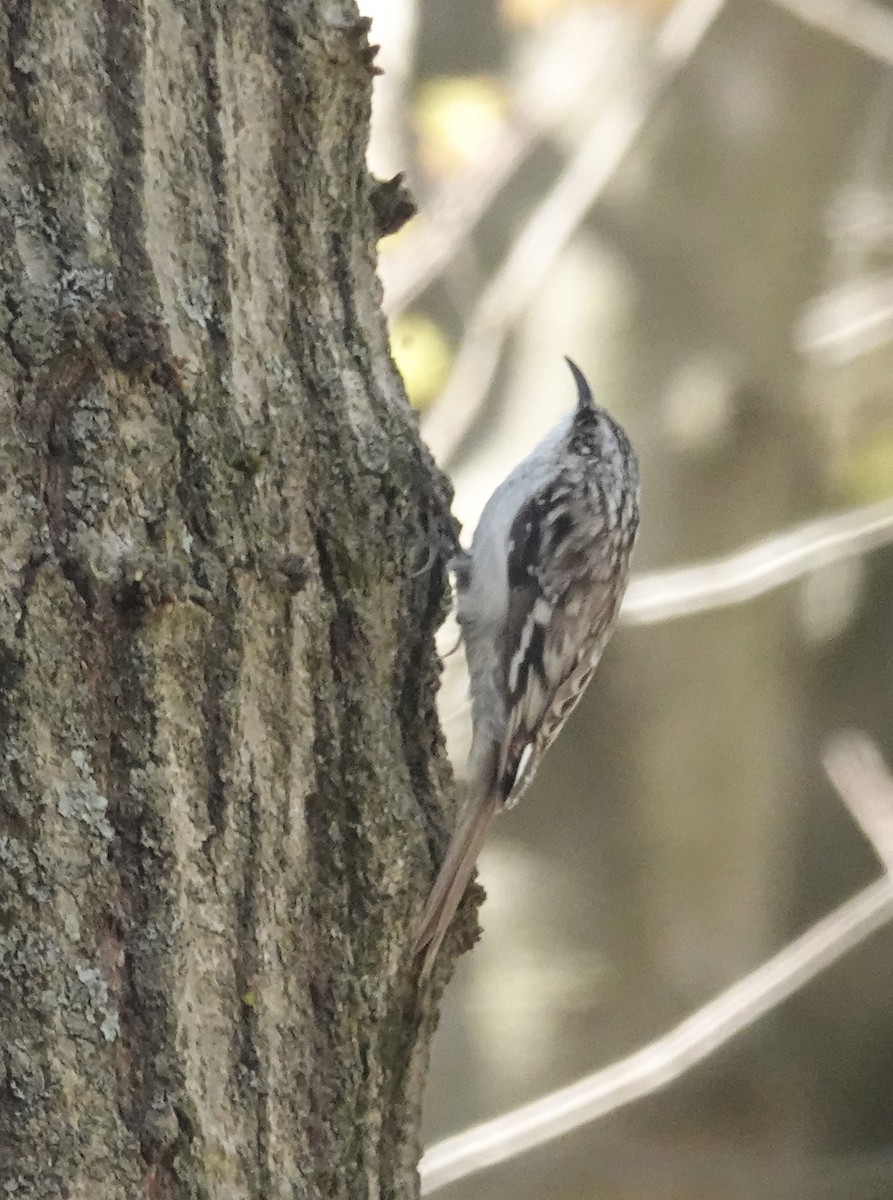 Brown Creeper - ML634327493