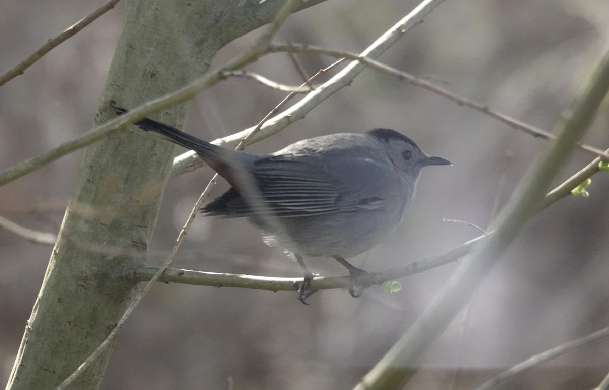 Gray Catbird - ML634327514