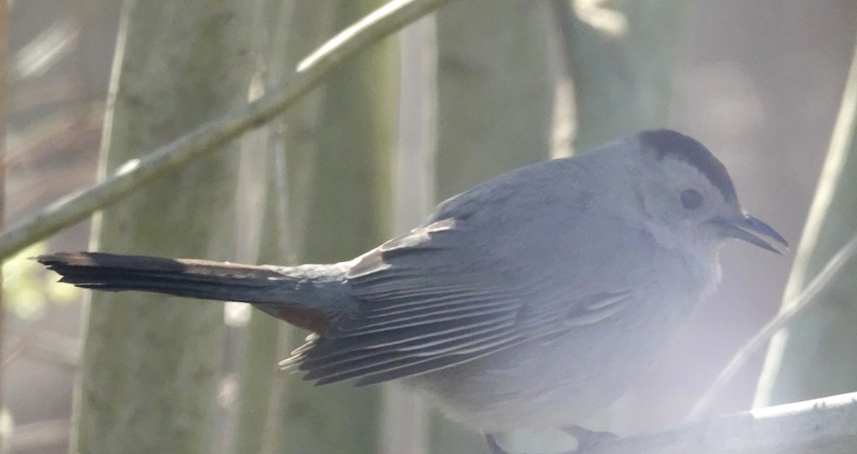 Gray Catbird - ML634327515