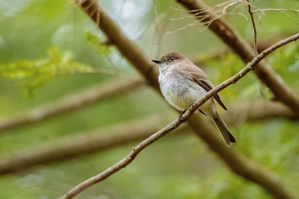 Eastern Phoebe - ML634327549