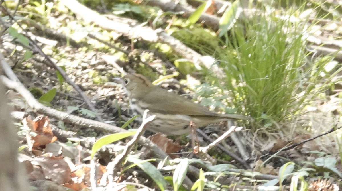Ovenbird - ML634327553