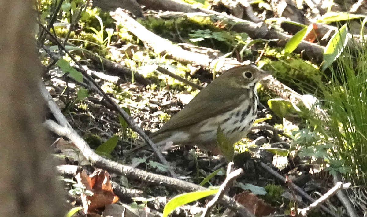 Ovenbird - ML634327554