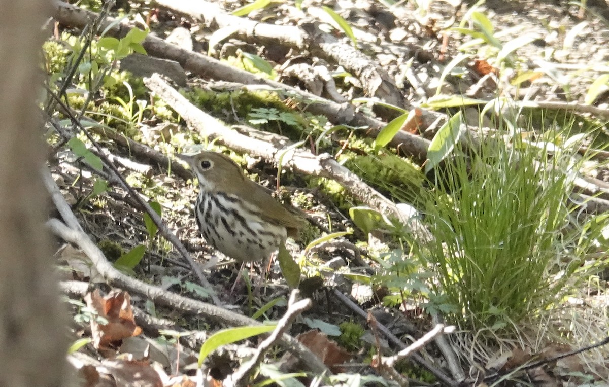Ovenbird - ML634327555