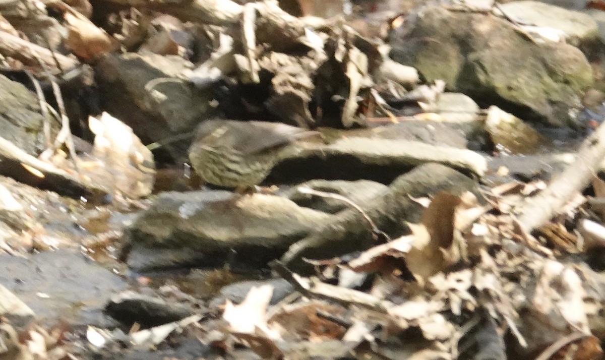 Northern Waterthrush - ML634327581