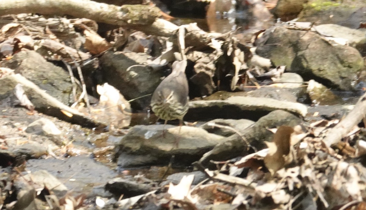 Northern Waterthrush - ML634327582