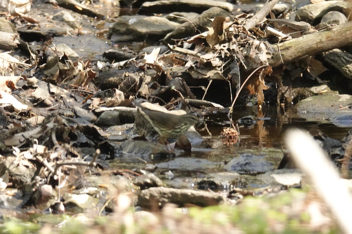 Northern Waterthrush - ML634327584