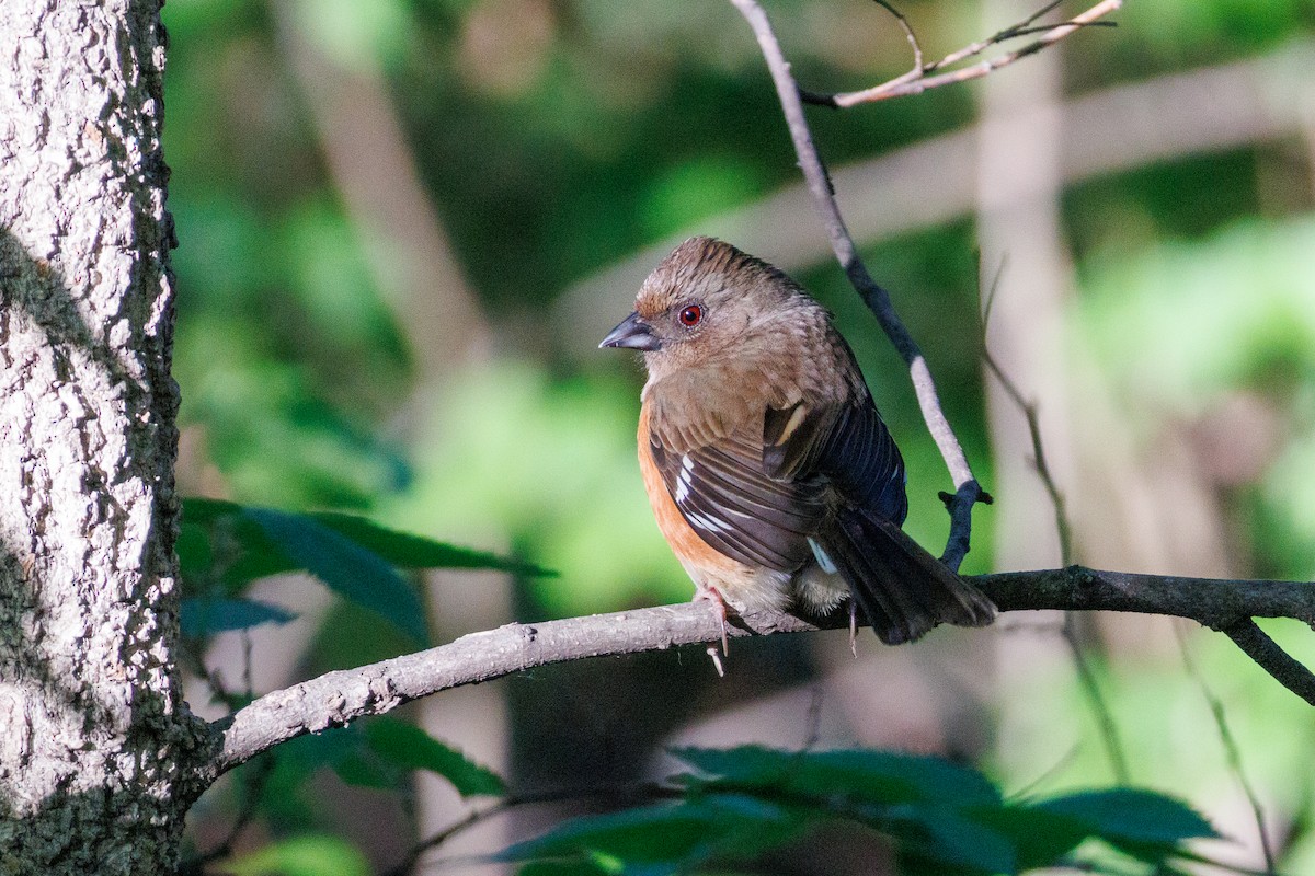 Eastern Towhee - ML634327654