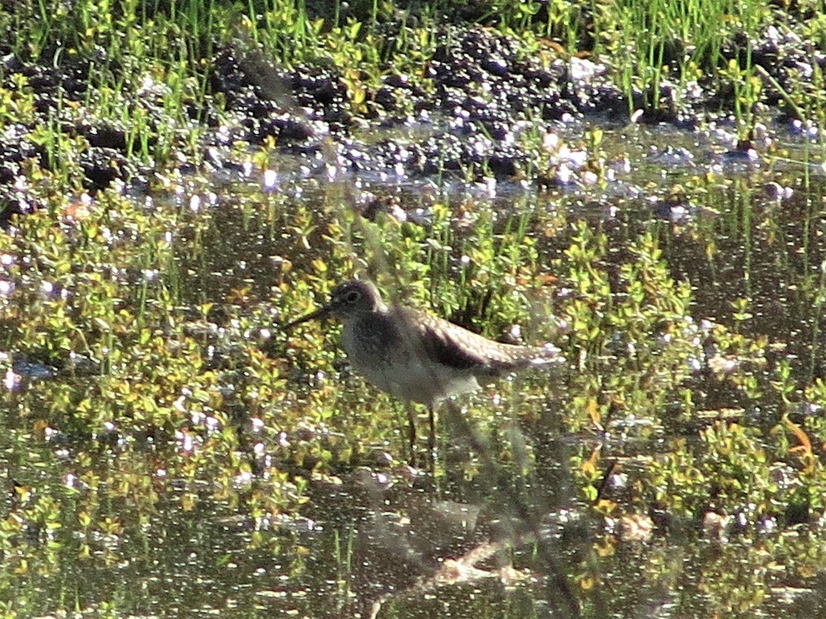 Solitary Sandpiper - ML634327676