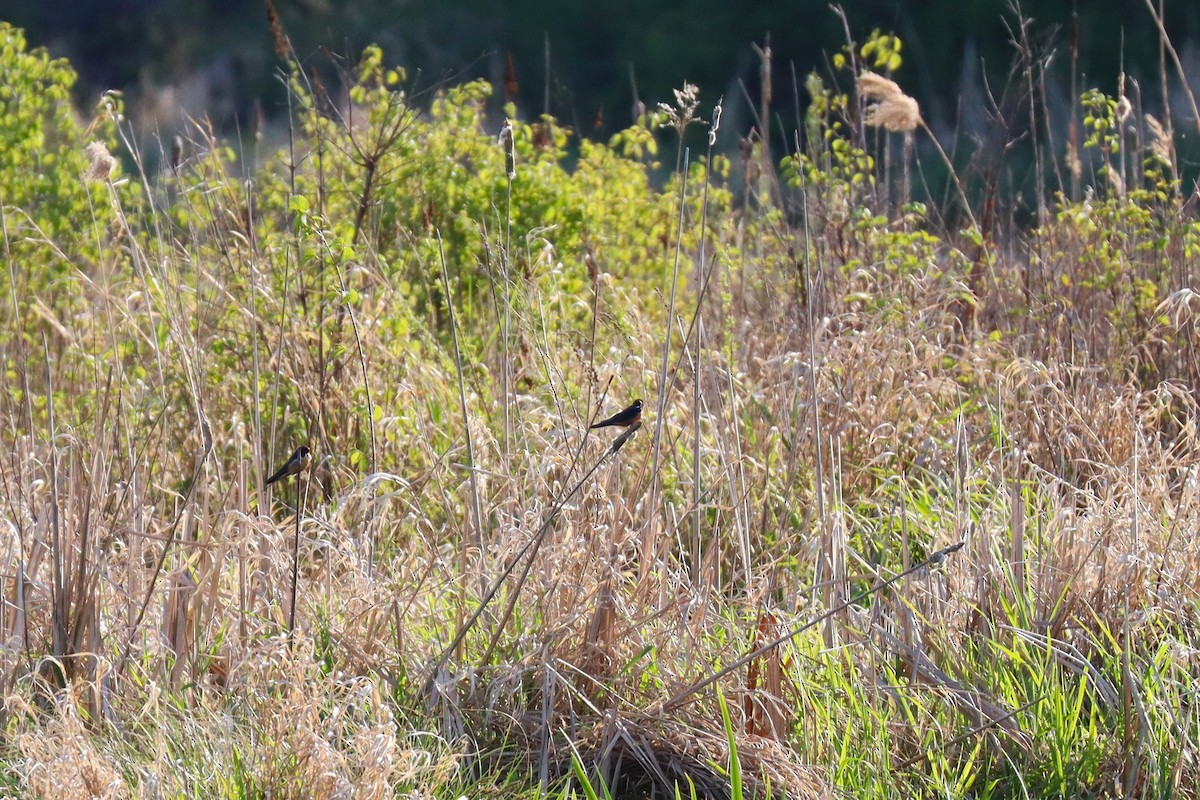 låvesvale (erythrogaster) - ML634327752