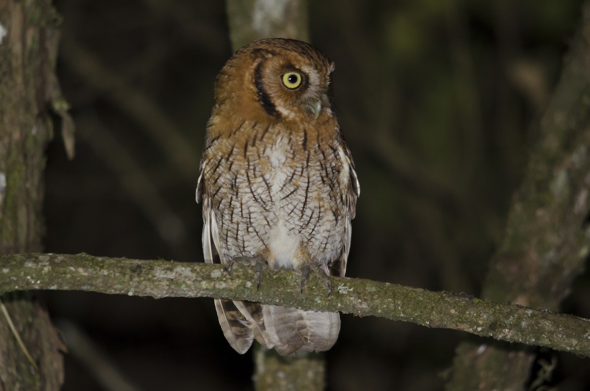 Tropical Screech-Owl - ML63432781