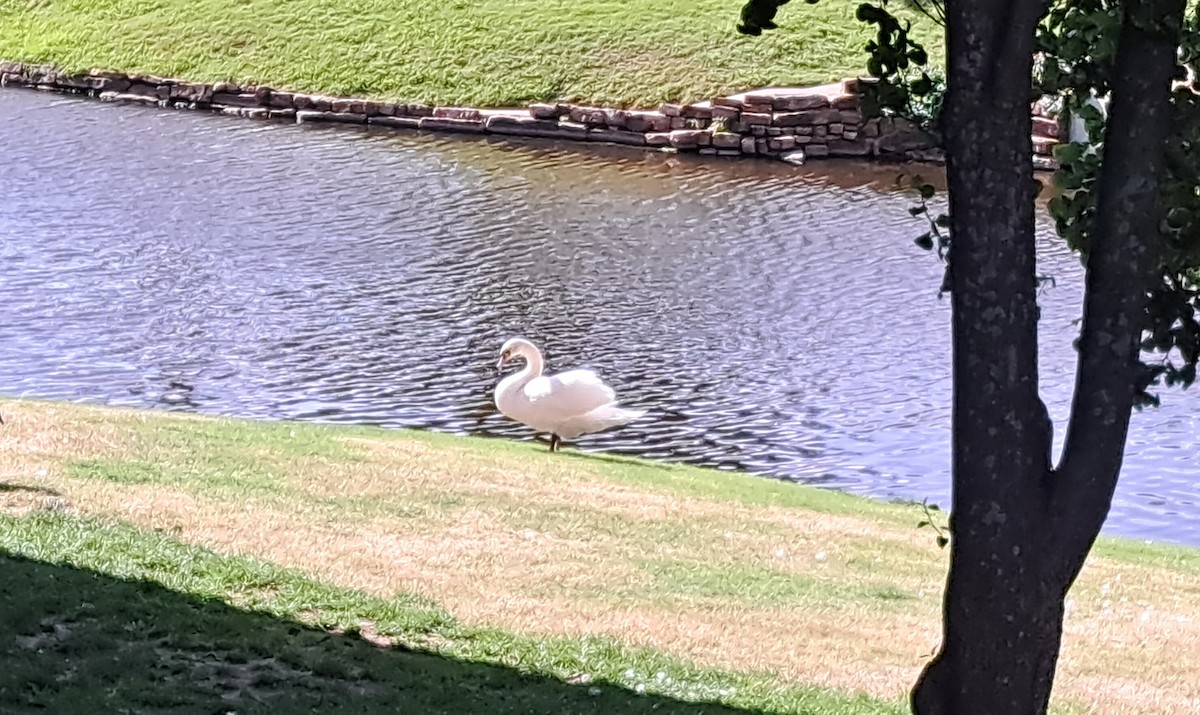 Mute Swan - ML634328359