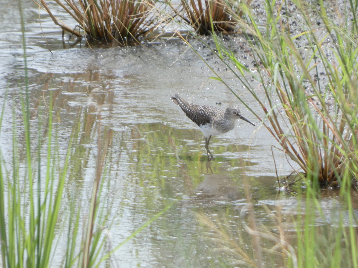 Solitary Sandpiper - ML634328369