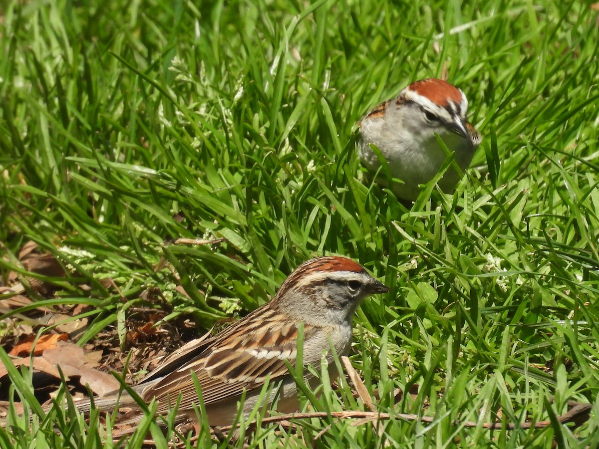 Chipping Sparrow - ML634328394