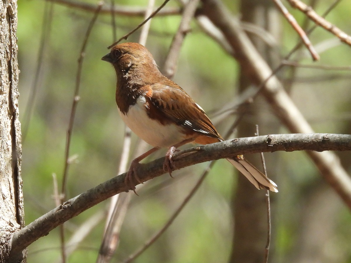 Eastern Towhee - ML634328404