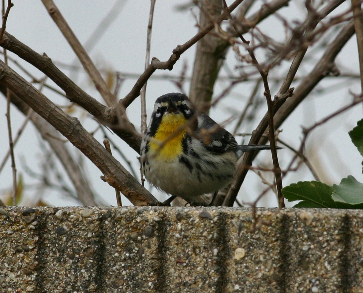 Yellow-throated Warbler - ML63432841