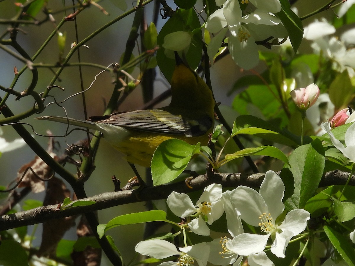 Blauflügel-Waldsänger - ML634328441