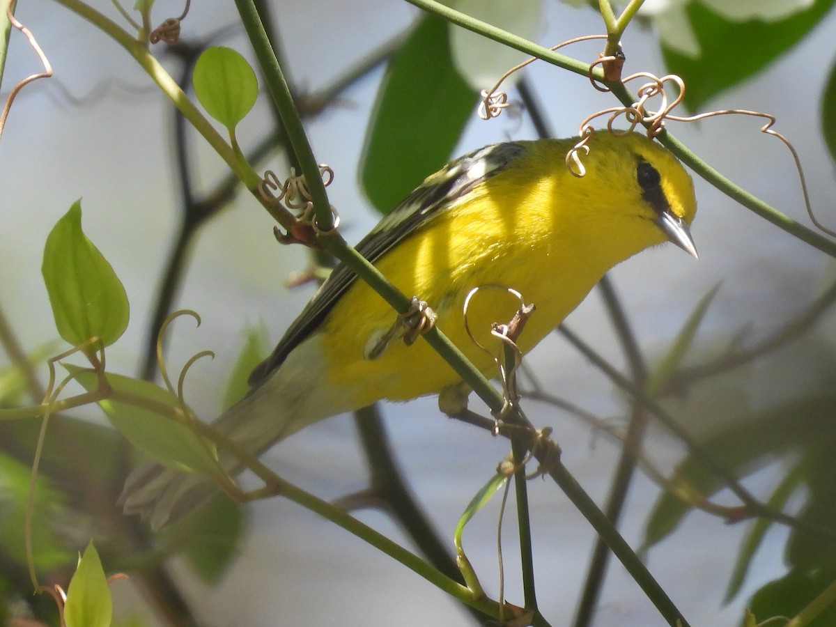 Blauflügel-Waldsänger - ML634328443