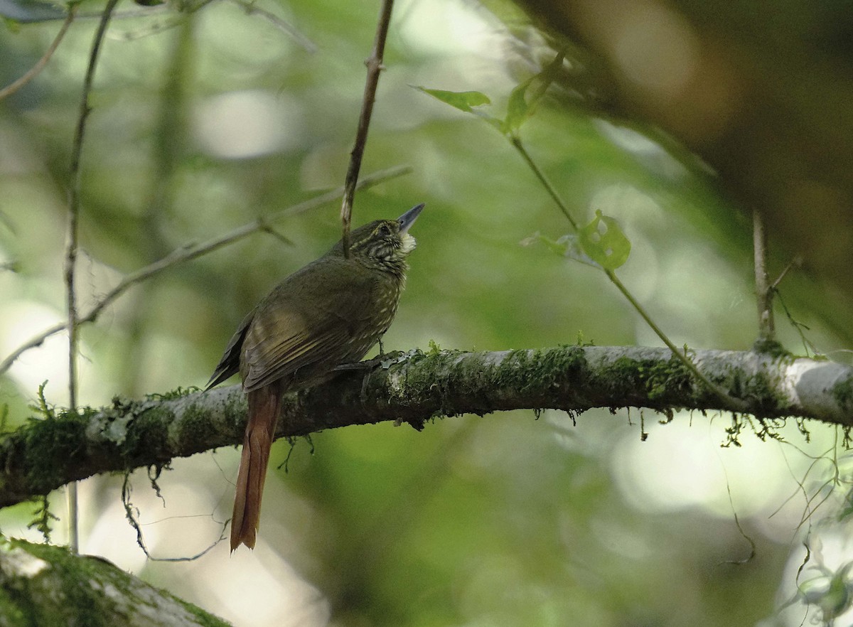 Buff-browed Foliage-gleaner - ML634328478