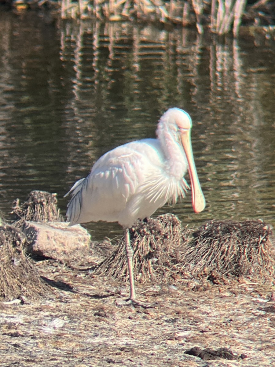 Yellow-billed Spoonbill - ML634328489