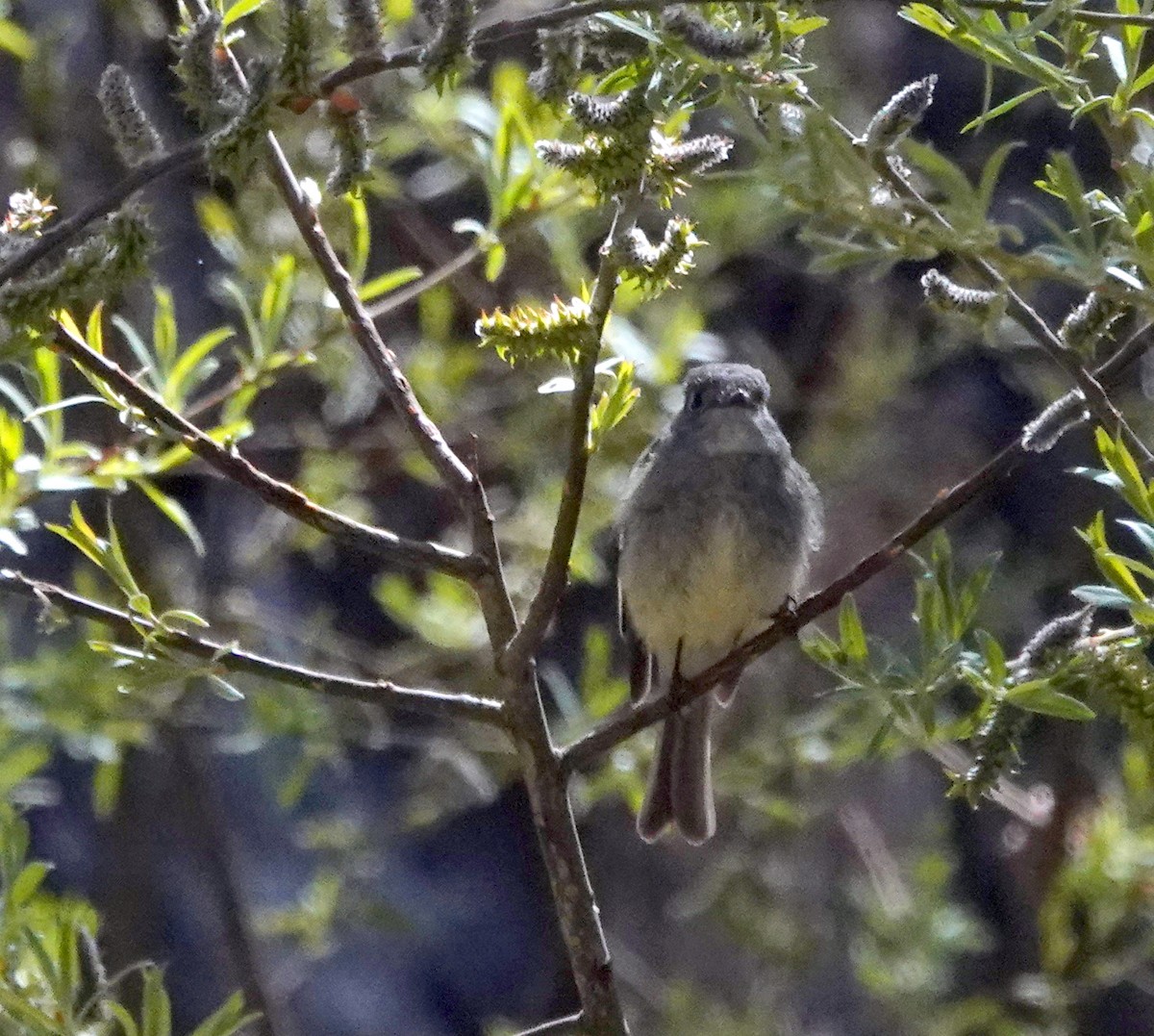 Hammond's/Dusky Flycatcher - ML634328523