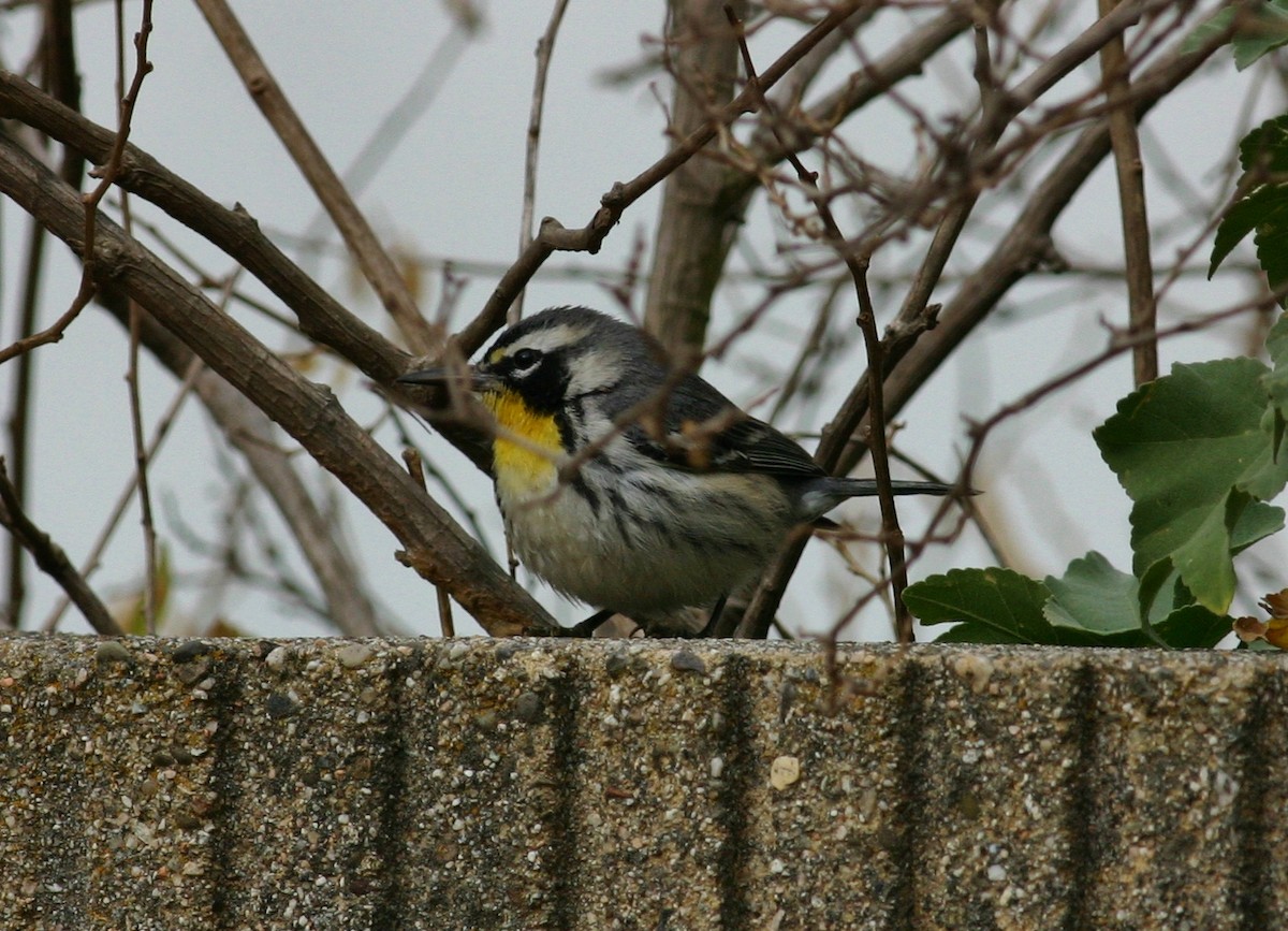 Yellow-throated Warbler - Tom Benson