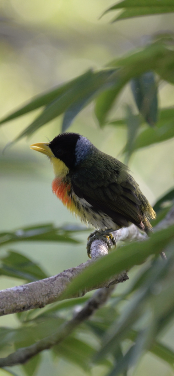 Евбуко золотогорлий - ML634328657